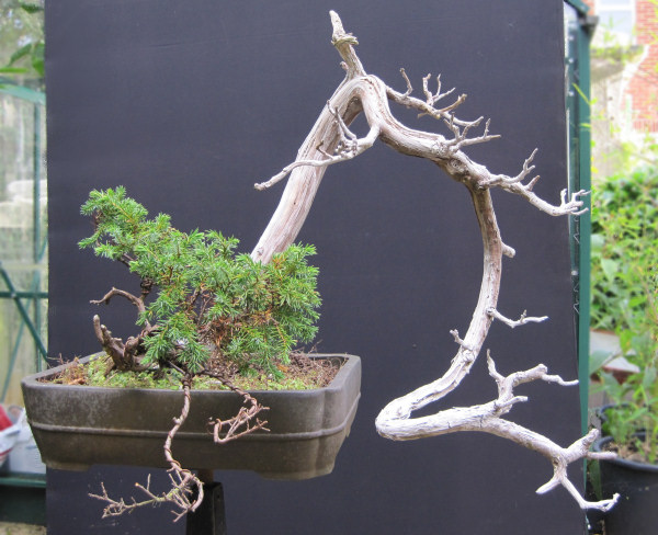 juniper bonsai